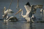 Dalmatian Pelican   Pelecanus crispus