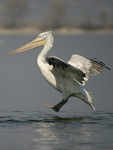 Dalmatian Pelican    Pelecanus crispus