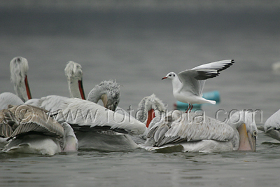      Pelecanus crispus