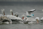 Dalmatian Pelican    Pelecanus crispus