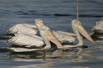 Dalmatian Pelican   