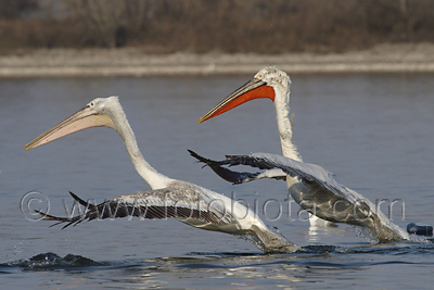      Pelecanus crispus