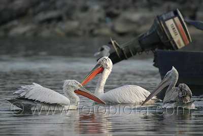      Pelecanus crispus