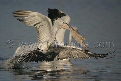     Pelecanus crispus