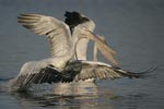 Dalmatian Pelican   Pelecanus crispus