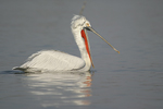 Dalmatian Pelican    Pelecanus crispus