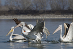 Dalmatian Pelican    Pelecanus crispus