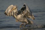 Dalmatian Pelican   Pelecanus crispus