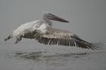 Dalmatian Pelican    Pelecanus crispus