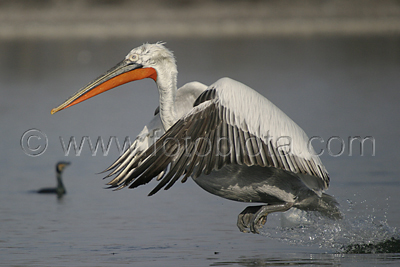      Pelecanus crispus