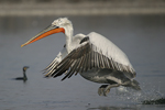 Dalmatian Pelican    