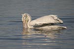 Dalmatian Pelican   Pelecanus crispus