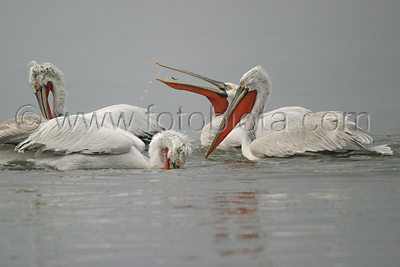      Pelecanus crispus