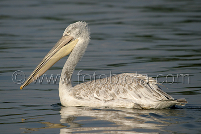      Pelecanus crispus 