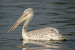 Dalmatian Pelican    Pelecanus crispus 