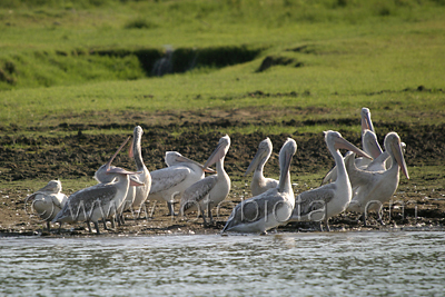      Pelecanus crispus 