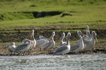 Dalmatian Pelican    Pelecanus crispus 