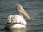 Dalmatian Pelican    Pelecanus crispus 