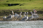      Pelecanus crispus