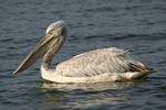 Къдроглав пеликан    Pelicanus crispus