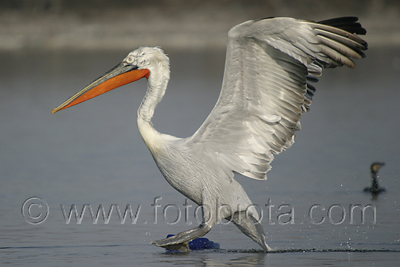      Pelecanus crispus