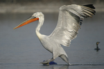 Dalmatian Pelican    