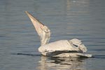 Dalmatian Pelican   Pelecanus crispus