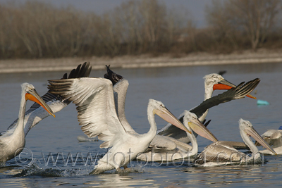      Pelecanus crispus