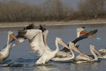 Dalmatian Pelican    Pelecanus crispus