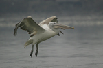 Dalmatian Pelican    Pelecanus crispus