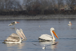 Dalmatian Pelican    