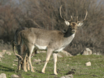 Fallow Deer   Dama dama