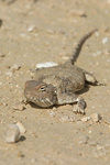 Desert Agama   Trapelus pallidus