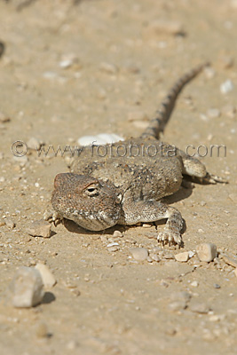     Trapelus pallidus