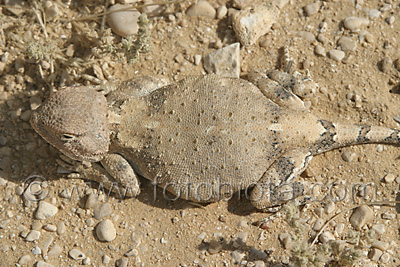     Trapelus pallidus