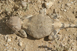     Trapelus pallidus