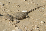 Desert Agama   Trapelus pallidus