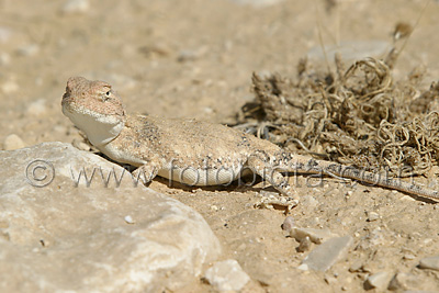     Trapelus pallidus