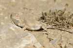 Desert Agama   Trapelus pallidus