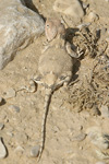 Desert Agama   Trapelus pallidus