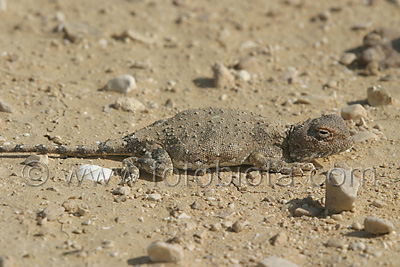     Trapelus pallidus