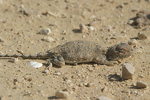 Desert Agama   Trapelus pallidus