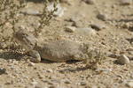 Desert Agama   