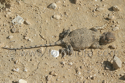     Trapelus pallidus