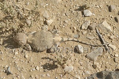     Trapelus pallidus