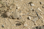 Desert Agama   Trapelus pallidus