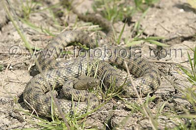      Natrix tessellata