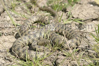      Natrix tessellata