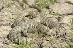 Dice Snake   Natrix tessellata