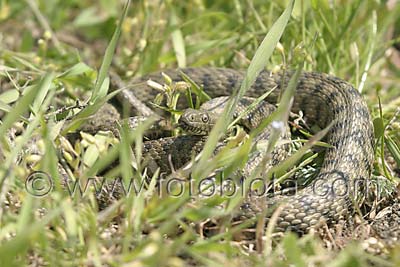      Natrix tessellata